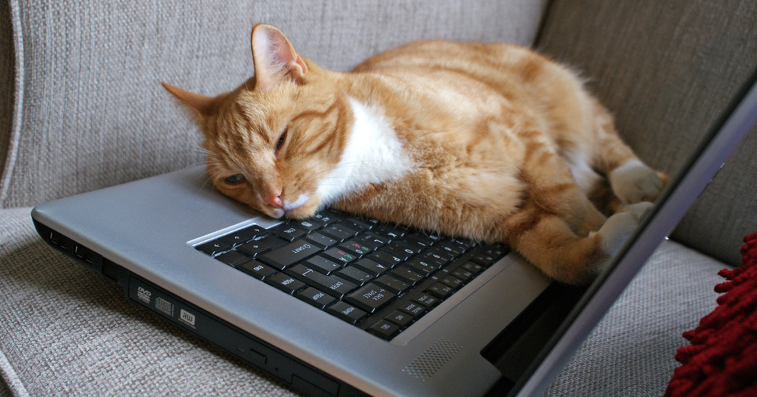 Cat sleeping on laptop